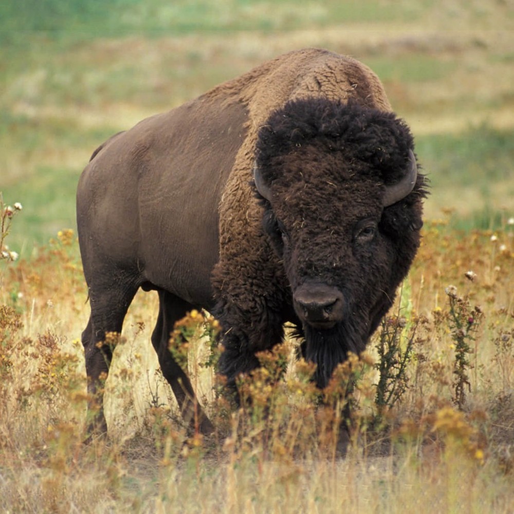 Meet your Posher, Kegew